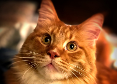 Furry Residents at the Hotel